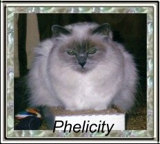 phelicity200fr1.jpg